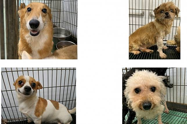 南市動保處沒入18隻小型品種犬將開放認養抽籤 台灣好新聞 Line Today