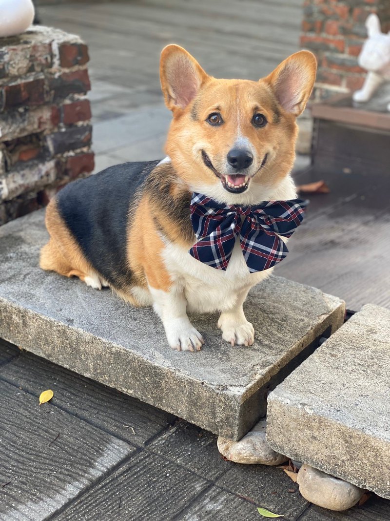 經典格紋是永遠的流行，ZAZAZOO嚴選時尚不敗的格紋布料，以精緻手工製作成各類寵物與主人穿搭的時尚單品。