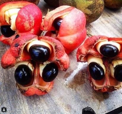 instagram/houseofleafnbean