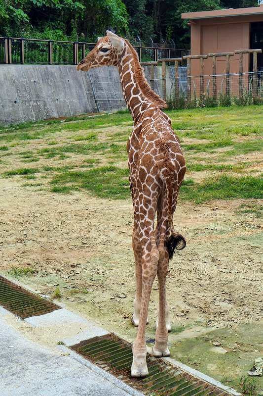 21 動物の赤ちゃんまとめ キュートな写真多数 公開日も