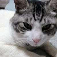 猫好きさん＆カッパを愛する会虎くん🐱🐱🐱