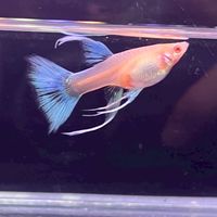 孔雀魚小玩家