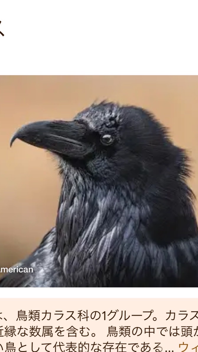 ハイフラ【黒ずくめの組織】