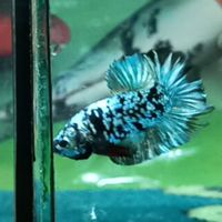 ปลากัดสวยงาม&NTK Betta