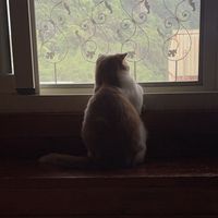 芳兒X小舖
