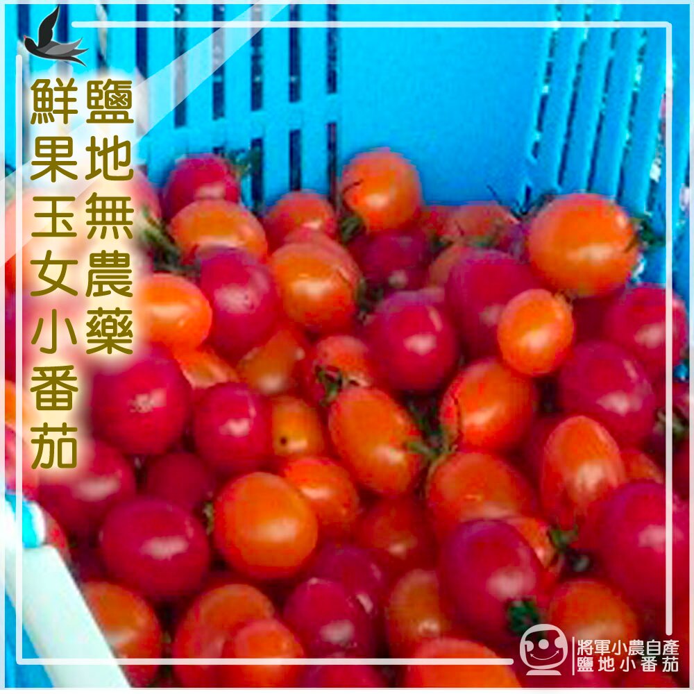 【產地鮮果】(紅黃各半) 1盒(1斤)將軍鹽地酸甜好滋味玉女番茄(預購中！購買即送預購禮、買5盒以上再送團購禮)(水果禮盒/台灣製造/MIT/台南物產)