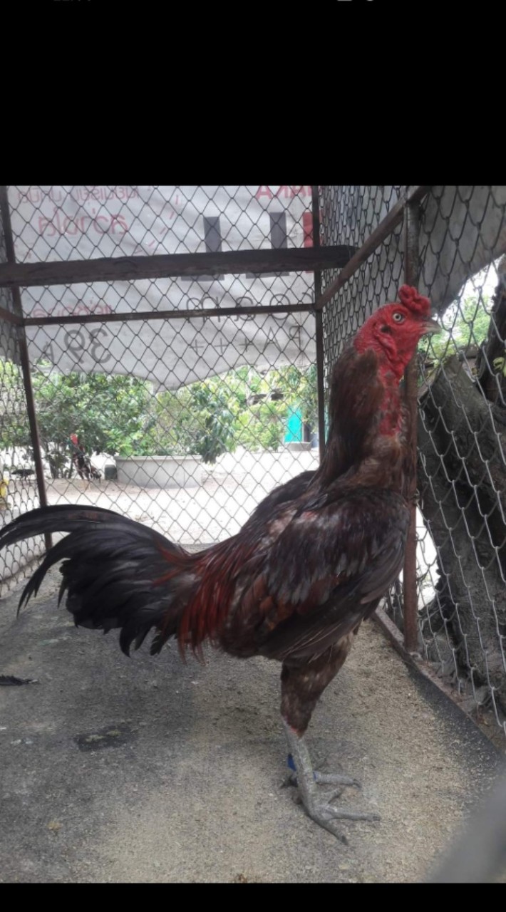 "บ้านไก่เก่ง"