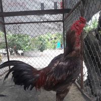 "บ้านไก่เก่ง"