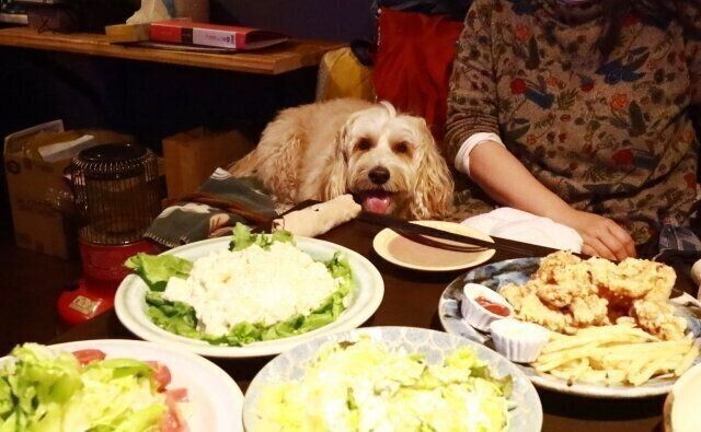 八ヶ岳の犬ok居酒屋