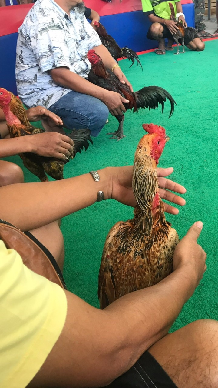 ซื้อ/ขาย/แลกเปลี่ยนความรู้ “ไก่ชน🐣”
