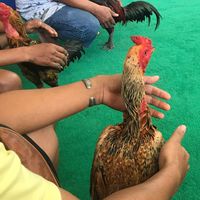ซื้อ/ขาย/แลกเปลี่ยนความรู้ “ไก่ชน🐣”