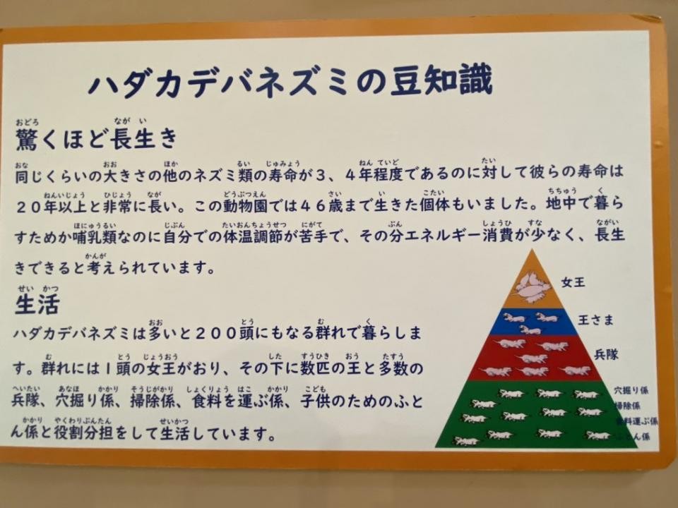 ハダカデバネズミの群れには 自分の体で赤ちゃんを温める ふとん係 が存在するらしい Jタウンネット