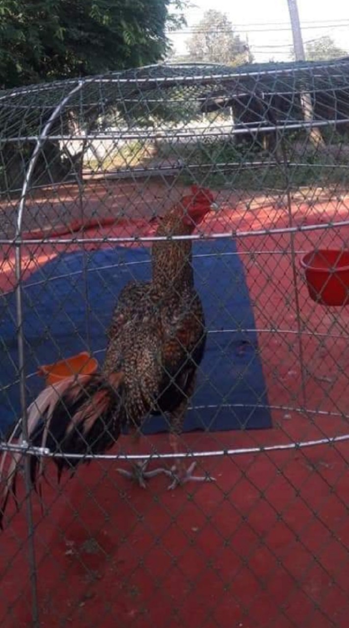 ไก่ชนสายตีพม่าเงินล้าน สายเจ้ายุงลาย  นครพนม