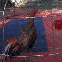 ไก่ชนสายตีพม่าเงินล้าน สายเจ้ายุงลาย  นครพนม