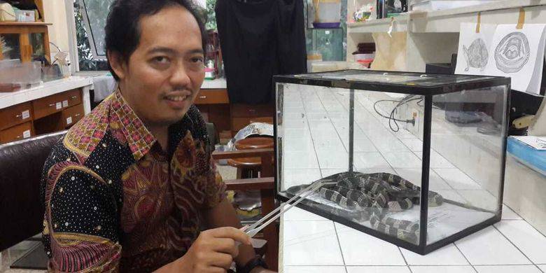 Mengenal Ular Weling Ular Yang Tenang Tapi Mematikan Kompas Com Line Today