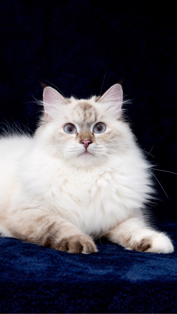 ขายแมวไซบีเรียนแท้พ่อแม่แชมป์ Catable Siberian Cattery