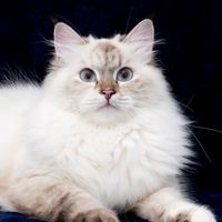 ขายแมวไซบีเรียนแท้พ่อแม่แชมป์ Catable Siberian Cattery