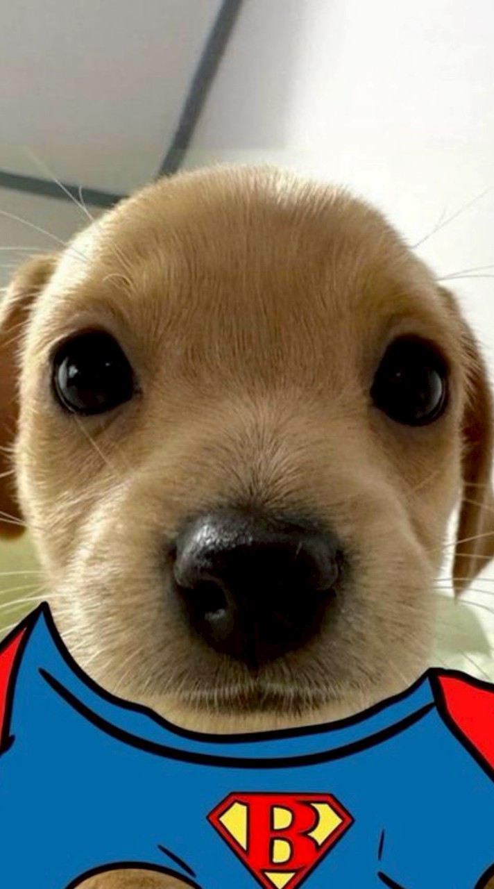 กลุ่ม28 อาหารหมา