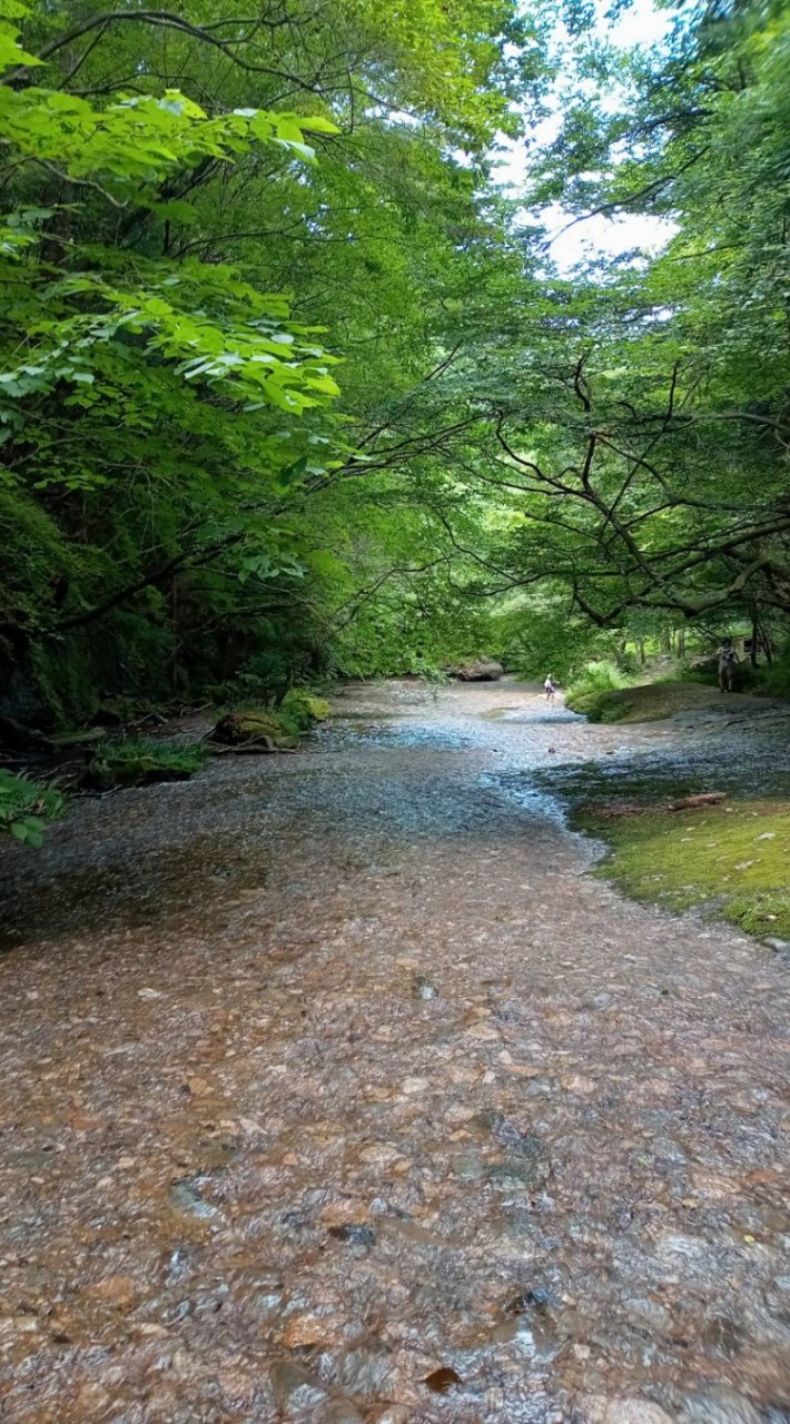 🌺愛媛香川徳島高知限定🌱おしゃべりワイワイ仲良し部屋🌺