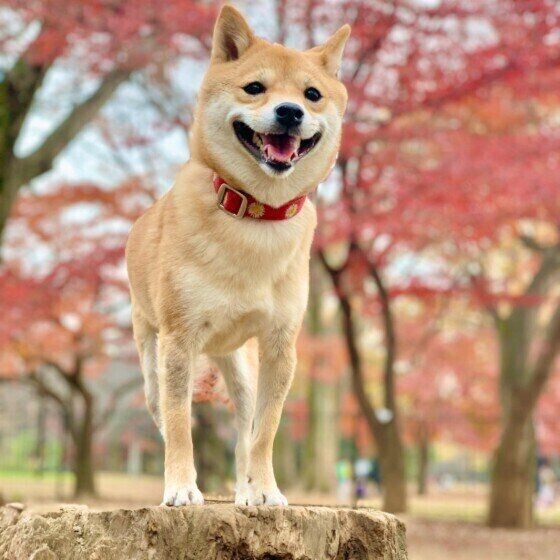 季節の変わり目に犬が体調を崩しやすい理由