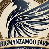 BIGMANZAMOO (ไก่หนุ่ม)Group 2