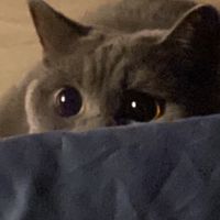 八信班群