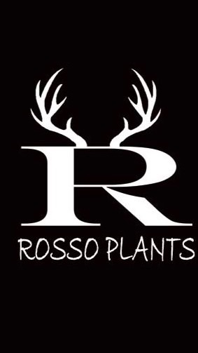 【ROSSO PLANTS】ビカクシダを語らう