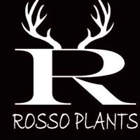 【ROSSO PLANTS】ビカクシダを語らう