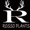 【ROSSO PLANTS】ビカクシダを語らう