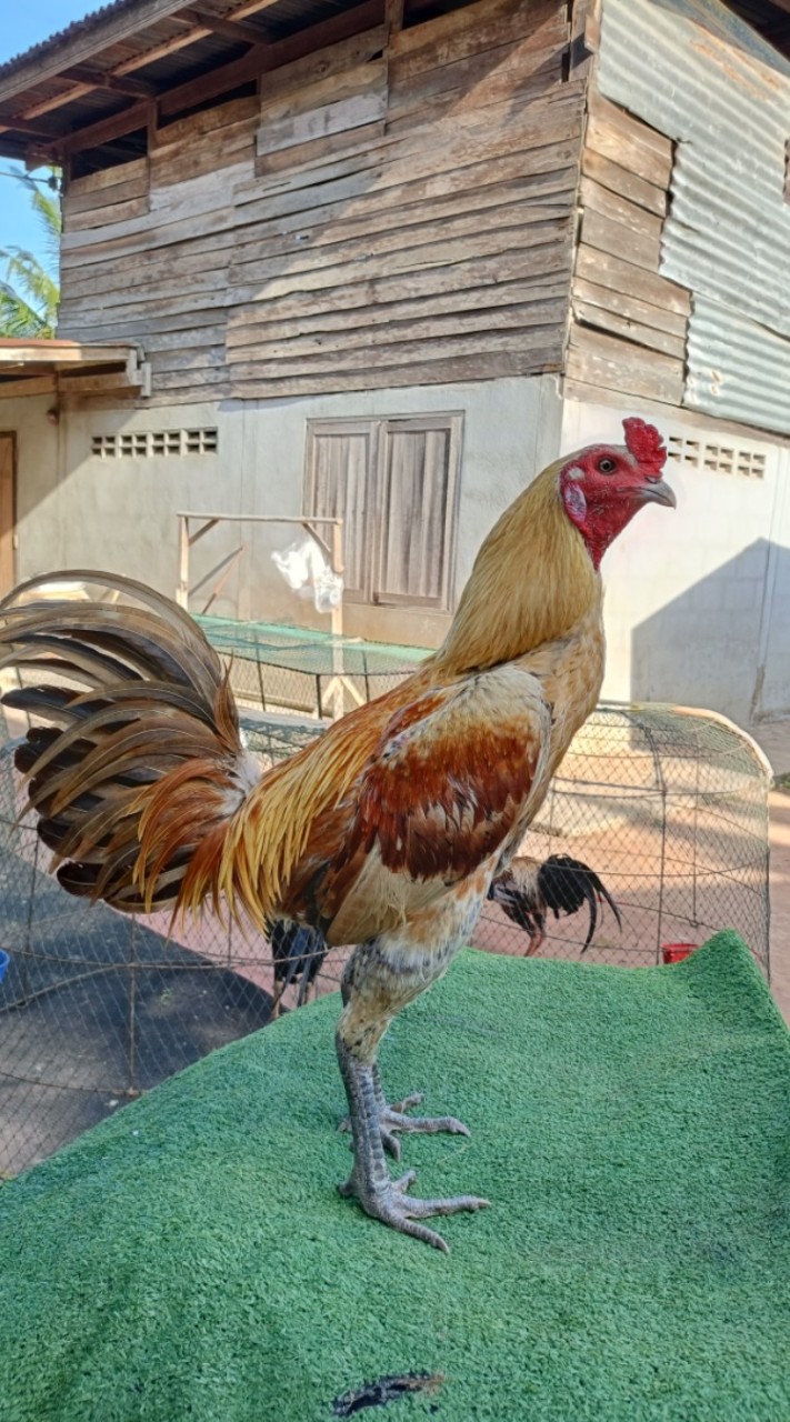 ไก่ชนบ้านสวน By ซุ้มเจ้าหนองอินทร์ กลุ่มใหม่