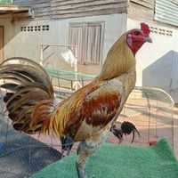 ไก่ชนบ้านสวน By ซุ้มเจ้าหนองอินทร์ กลุ่มใหม่