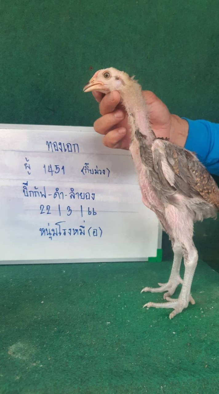 ซุ้มโกเนี้ยว