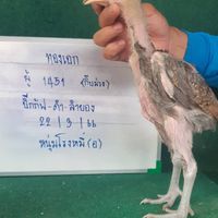 ซุ้มโกเนี้ยว