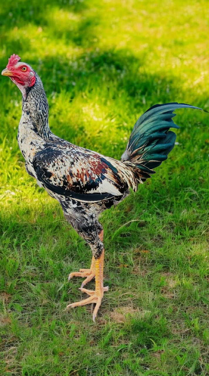 ส.ชาววัง ไก่ชนคนรากหญ้า💯