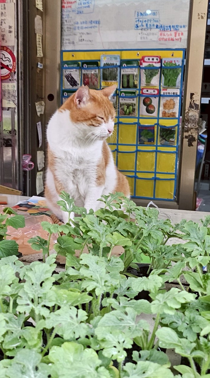 穗發農藥菜苗店