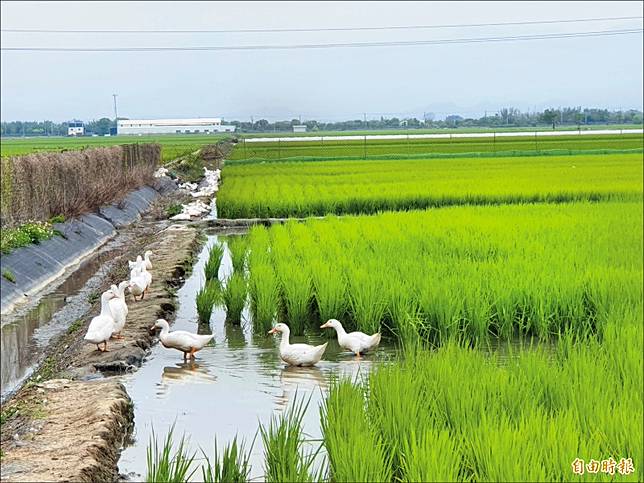 台南 稻鴨共生田芳榮米廠堅持13年 自由電子報 Line Today