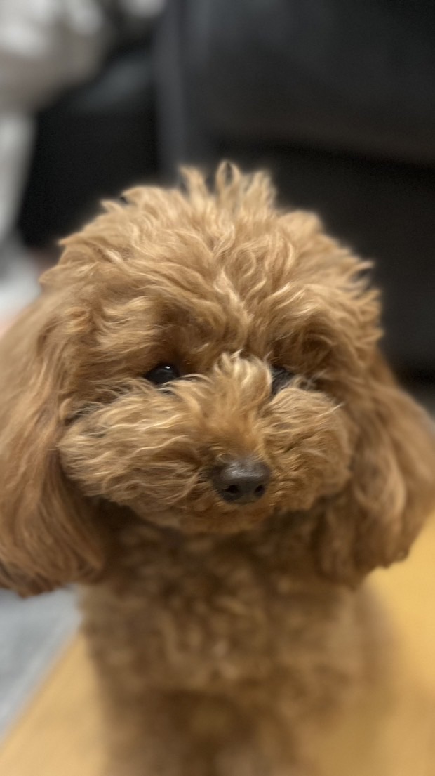 犬、猫飼ってる人来てー！