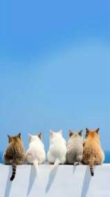 犬、猫飼ってる人来てー！