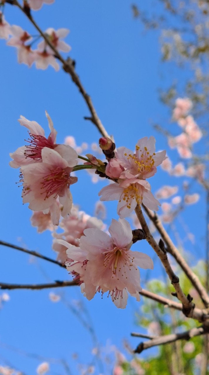 🌸 跟著MeiMom一起買 | 各國嚴選雜貨舖