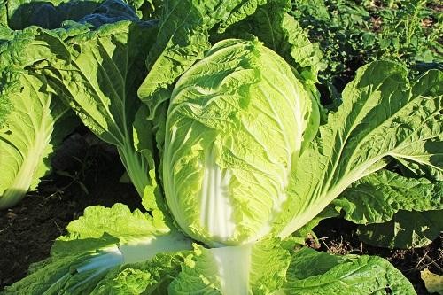 間違えると腐る原因に 白菜をずっと美味しく食べられる 裏ワザ とは オリーブオイルをひとまわしニュース