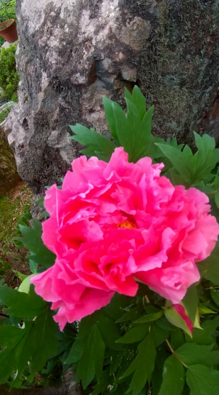 花 & 家庭菜園