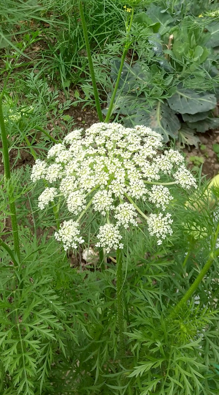 花 & 家庭菜園