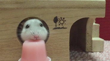 倉鼠用小嘴「高速」狂嗑草莓果凍 可愛模樣令人融化！