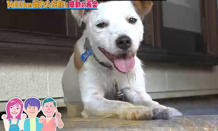 1400 離れた家族との再会 待ち続ける犬と飼い主の絆