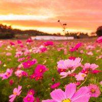 🌸ケアマネさんの癒しの場🌸