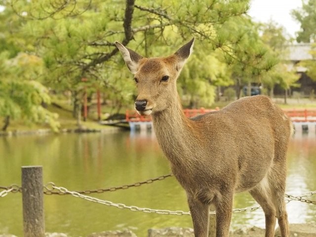 コロナの影響で 奈良の鹿が健康になっているらしい