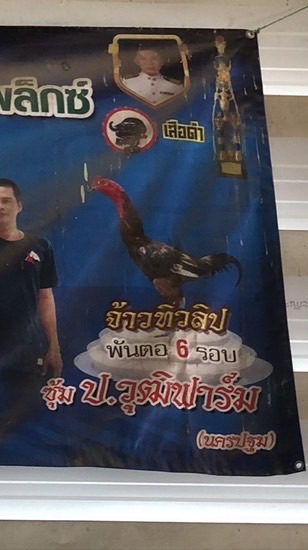 นพระยองฟาร์ม since2026 กลุ่มประมูลไก่