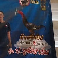 นพระยองฟาร์ม since2026 กลุ่มประมูลไก่