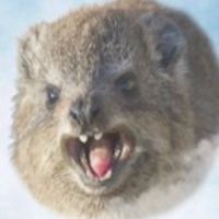 岩狸のコピエ