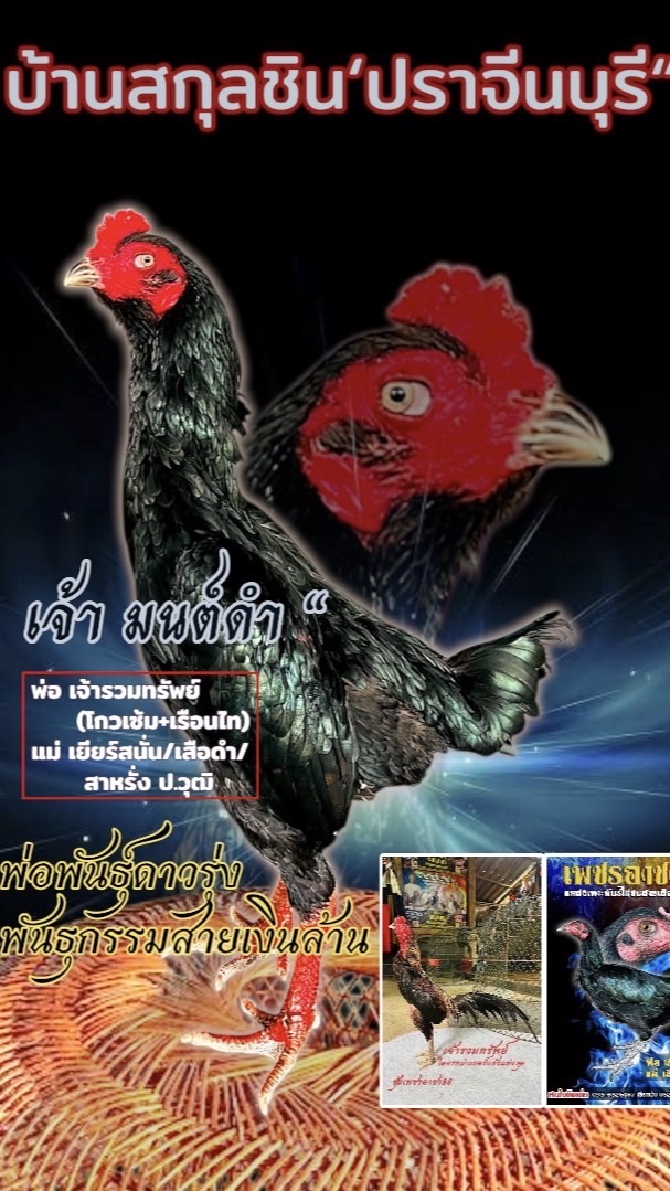 ไก่ชน’บ้านสกุลชิน”(ช่อง2)